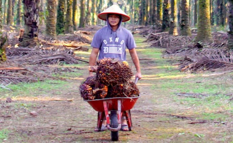 Harga TBS Sawit Sumbar Naik ke Rp3.789/Kg pada Periode III Juni 2026