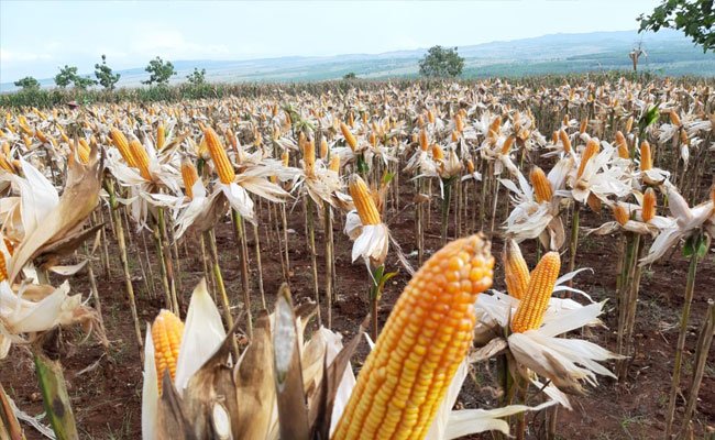 Gunung Kidul Starts to Harvest
