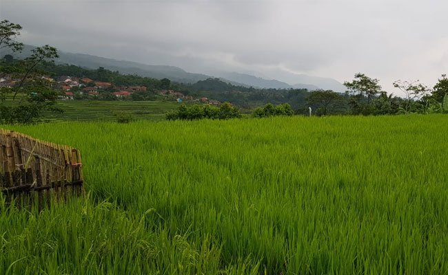 Jambi Does The Massive Harvest
