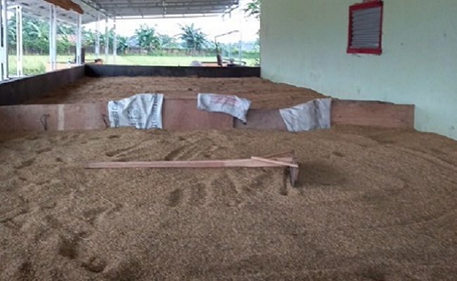 Antisipasi Harga Turun, Kementan & Bulog Targetkan Serap Gabah di Jabar 270 ribu ton.