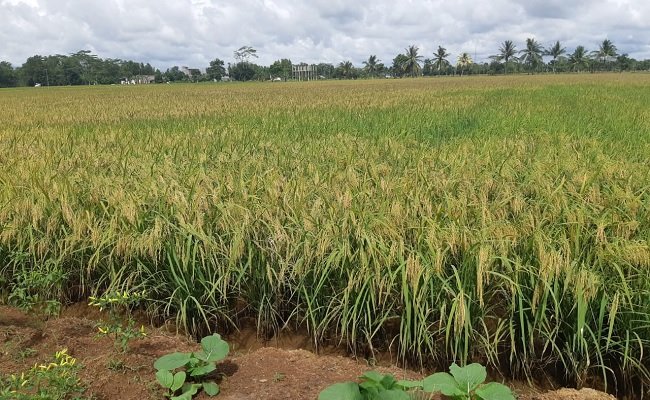 Faisal Basri: Global Food Security Index Showed Agriculture in Indonesia Gets Better