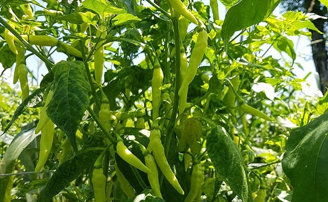 Jelang HKBN, Kementan Pantau Kondisi Riil Luas Tanam Cabai di Garut