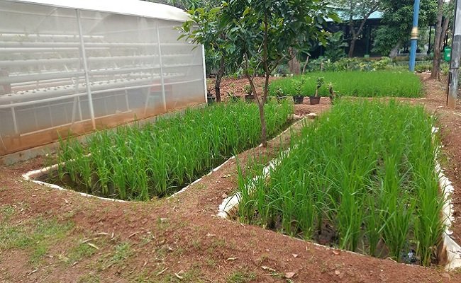 Masyarakat Antusias, Program P2L di Jakarta Utara Terus Meluas