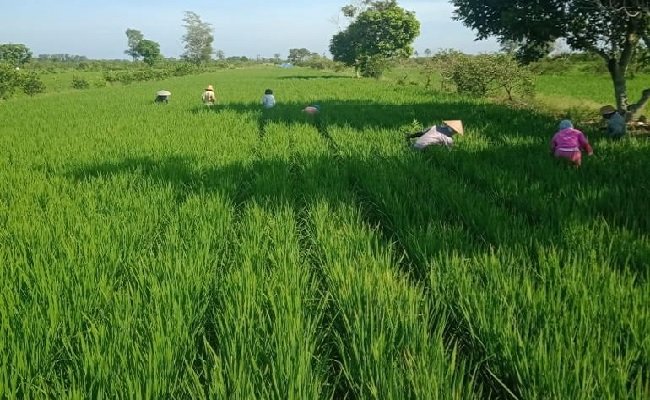 Mentan Syahrul : Food Estate Untuk Meningkatkan Ketahanan Pangan