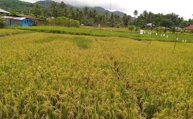 Ministry of Agriculture Keeps Monitoring Paddy Crops in Many Regions in Indonesia