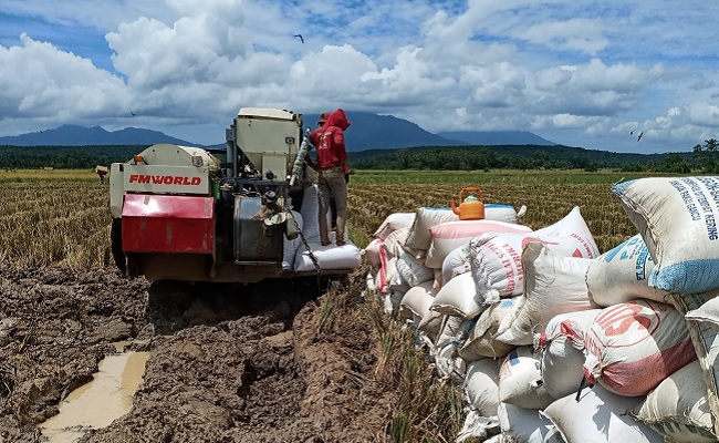 Panen di Jepara, Kostraling Kementan-Bulog Serap Gabah Petani 20.000 Ton