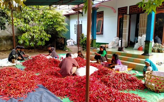 Pemberdayaan Kelompok Tani Milenial di Cilacap Mampu Menekan Margin Harga Cabai