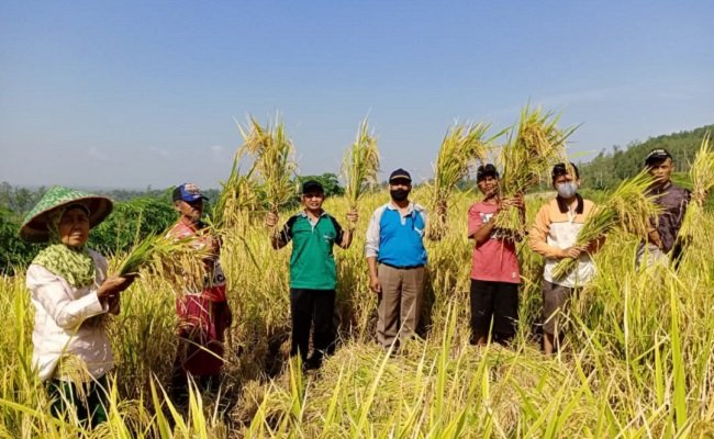 Petani Berterima Kasih, Panen Perdana Program PATB Padi di Cilacap Memuaskan