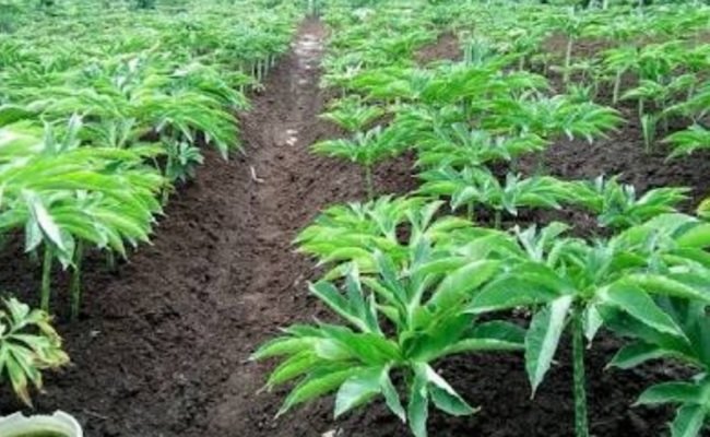 Want to Cultivate Porang, Governor of North Kalimantan Visited Sidrap