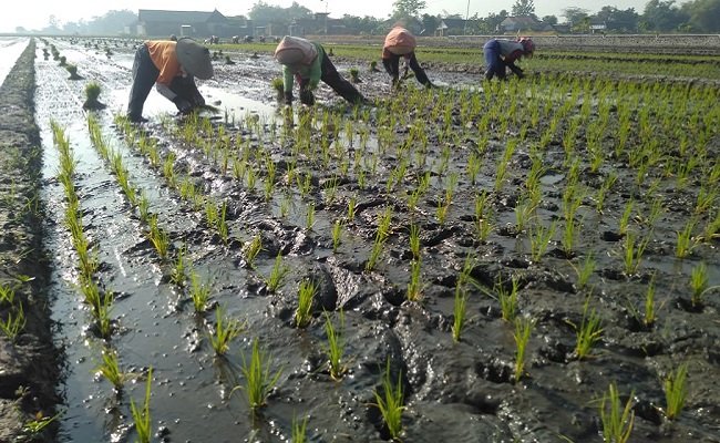 Wilmar Gandeng Petani Gelar Tanam Padi 148 Ha di Ngawi dan Mojokerto