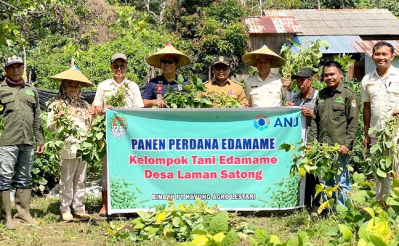 Panen Perdana: Program pendampingan Petani KAL Berhasil Budidayakan Edamame di Kalbar