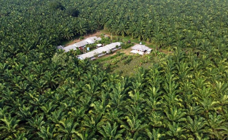 Mengatasi Tantangan Tata Kelola Sawit: Pentingnya Koordinasi antara Kementerian dan Pemerintah Daerah