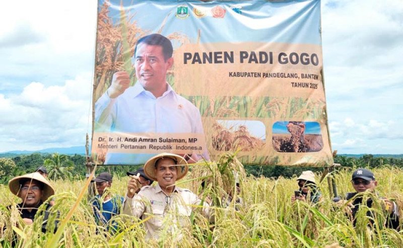 Panen Perdana Padi Gogo di Lahan PSR, Petani Raup Keuntungan Hingga 4,2 Ton per Ha