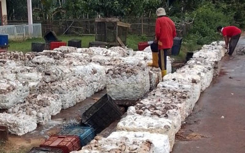 Harga Karet SGX–Sicom Menguat, Naik Rp315 per Kg Pada Senin 9 Maret 2026