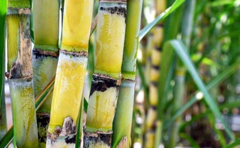 Produksi Gula Nasional Digenjot, Kementan Targetkan 5,9 Miliar Mata Benih Tebu di 2026