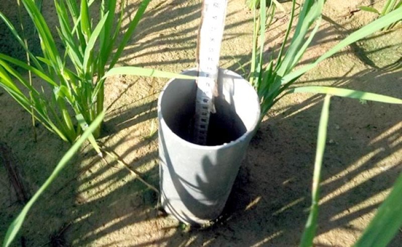 Teknologi AWD Hemat Air 20%, Strategi Kementan Jaga Produksi Padi Saat Kemarau