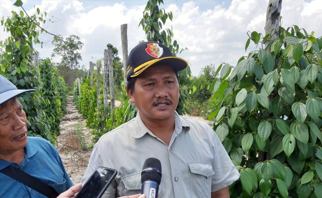 Petani Lada Belitung Sumringah Sambut Program Kementan Kembalikan Kejayaan Rempah