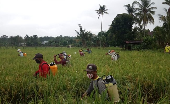 Amankan Produksi, Kabupaten Batubara Lakukan Gerdal Tikus Sawah
