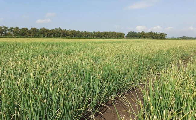 In the First Quarter, The GDP of Agriculture Increased