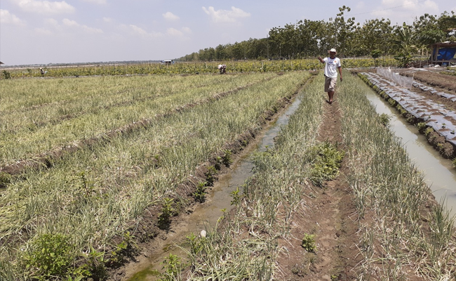 Ministry of Agriculture Encouraged Accelerate the Onion Planting