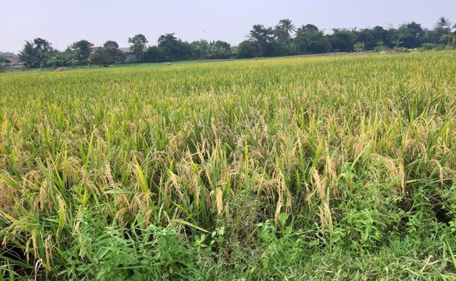 Para Kepala Daerah Optimis Bahan Pangan Cukup dikala Pandemi Covid-19