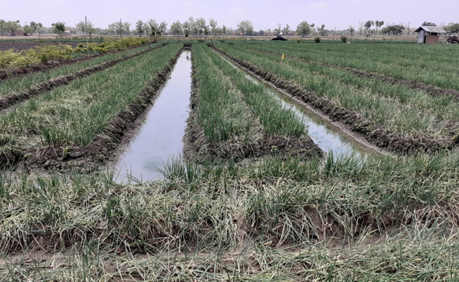 Produksi Bawang Merah Nasional Aman, Harga di Tingkat Petani Membaik