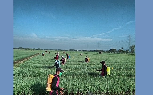 Kepala BPS Sebut Sektor Pertanian Konsisten Tumbuh Positif