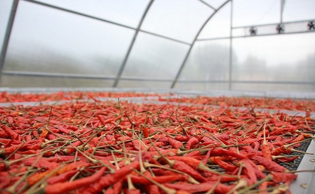 Solar Dryer Dome Tingkatkan Nilai Tambah Produk Hortikultura Petani