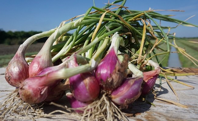 Stok dan Harga Cabai Bawang Jelang Hingga Pasca Idul Fitri Aman