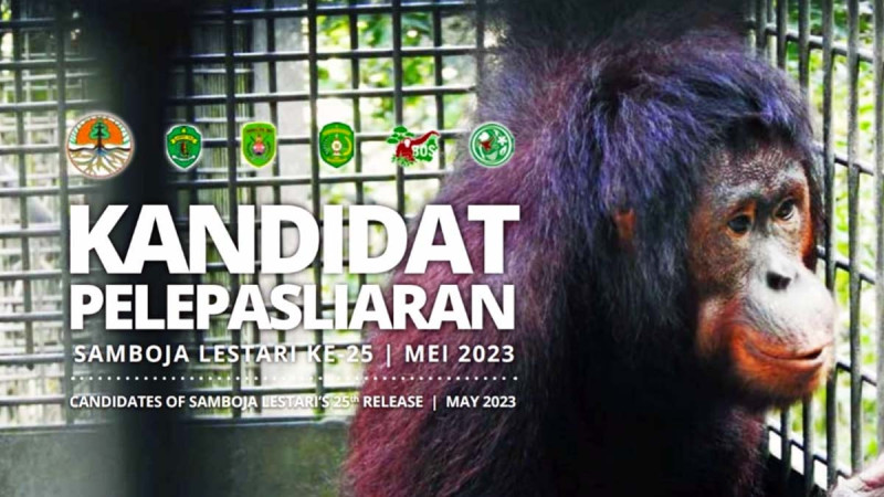 BOS Lepasliarkan 5 Orangutan ke Hutan Kehje Sewen, Kalimantan Timur