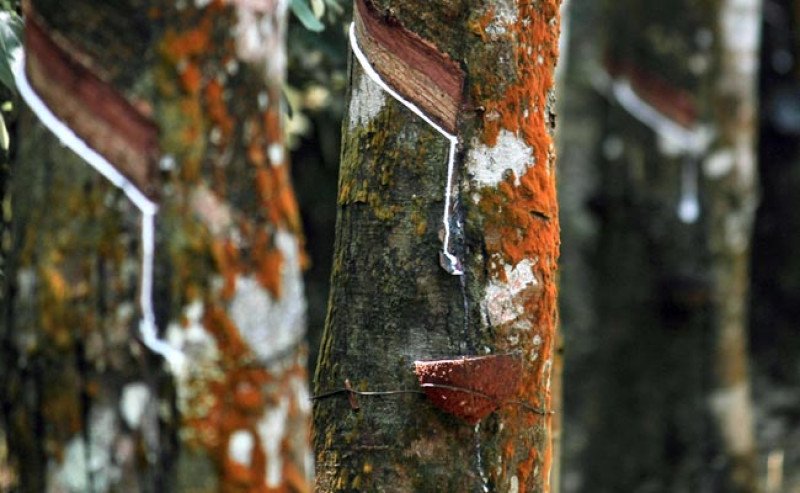 Harga Karet SGX Sicom Jumat 2 Mei 2025 Anjlok Dibawah Rp 27.000-an per Kg