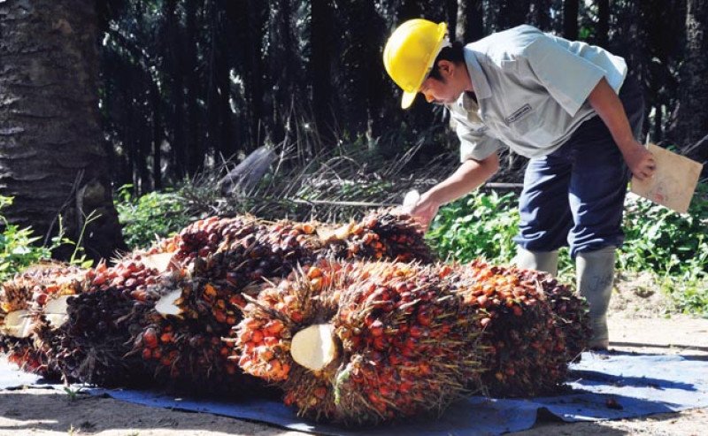 Harga TBS Sawit Plasma Riau Tergelincir Tipis di Awal Mei