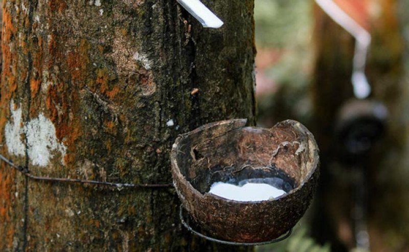 Harga Karet SGX Sicom Kamis 8 Mei 2025 Naik Rp 87/Kg