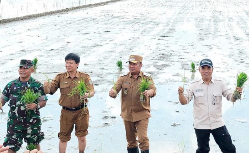 Asahan Siap Jadi Lumbung Pangan: Pemerintah Dorong Peningkatan Produksi Padi Lewat IP 3