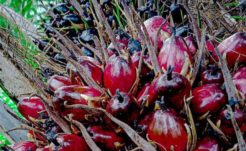 Harga TBS Sawit Sumut Periode 14–20 Mei 2025 Turun, CPO Ditetapkan Rp12.975,16/Kg