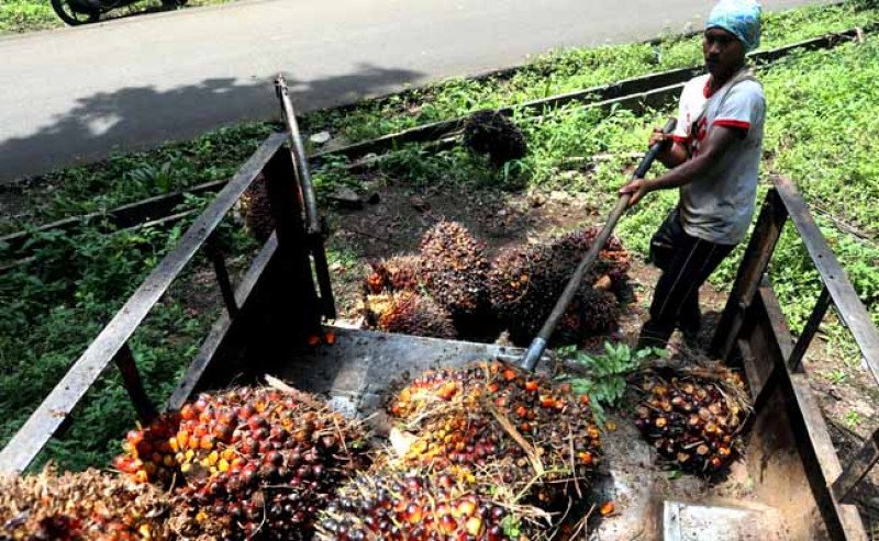 Harga TBS Sawit Sumut Periode 21-27 Mei 2025 Naik, Tembus Rp3.447 per Kg
