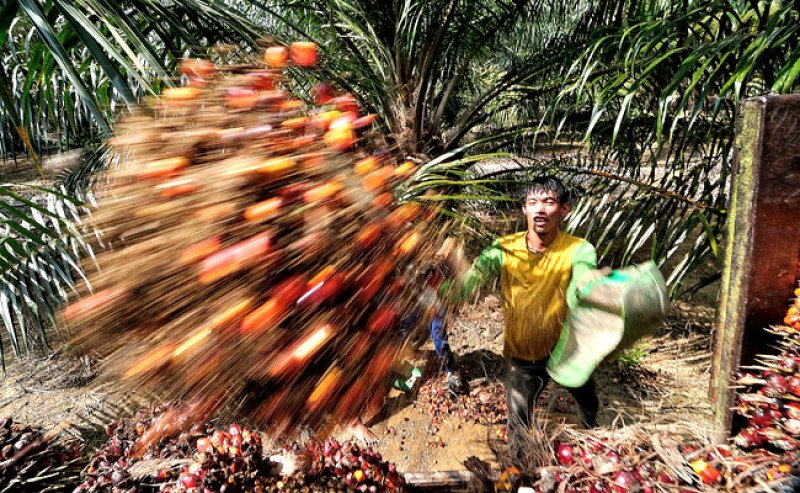 Harga TBS Sawit Kalteng Periode 1–15 Mei 2025 Anjlok Rp205,59 Per Kg