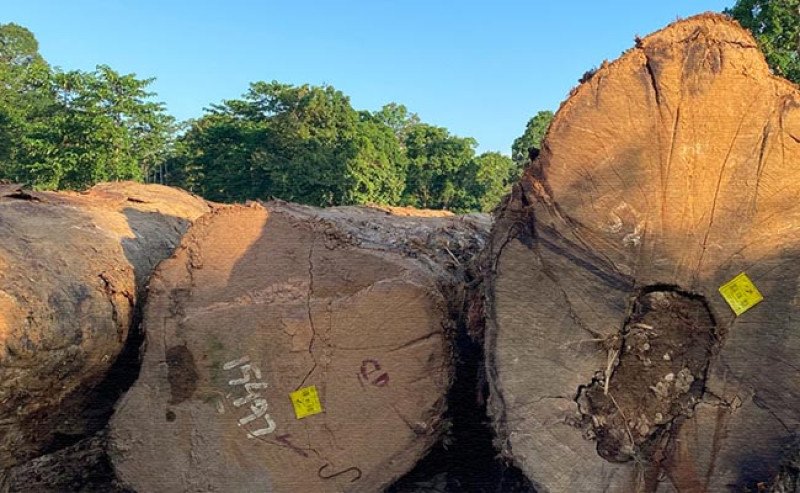 Pelemahan SVLK Ancam Reputasi Produk Kayu Indonesia di Pasar Global