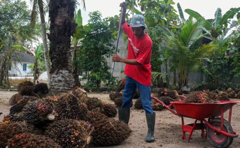 Harga TBS Sawit Sumut Naik Tipis, Periode Awal Mei Capai Rp3.921,77/Kg