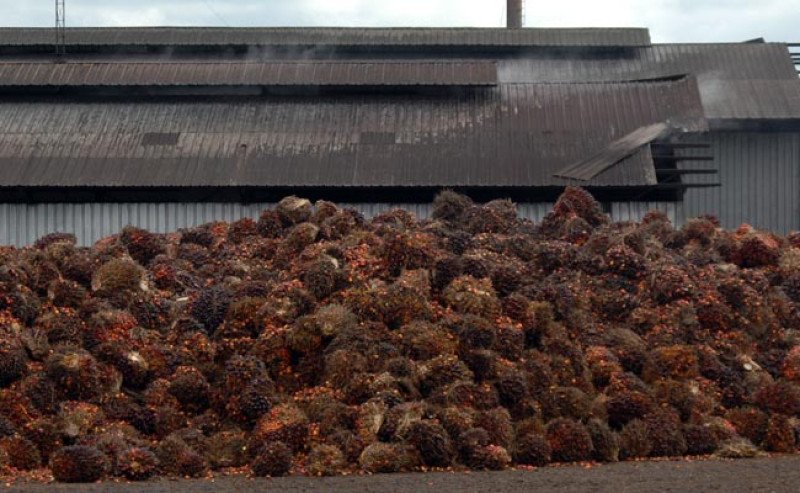 Harga TBS Sawit Swadaya Riau Turun Menjadi Rp3.854,21/Kg Di Periode Awal Mei 2026