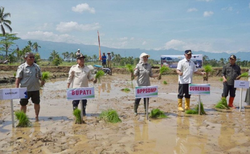 Kementan Tanam Padi Serempak di 25 Provinsi untuk Jaga Produksi Nasional