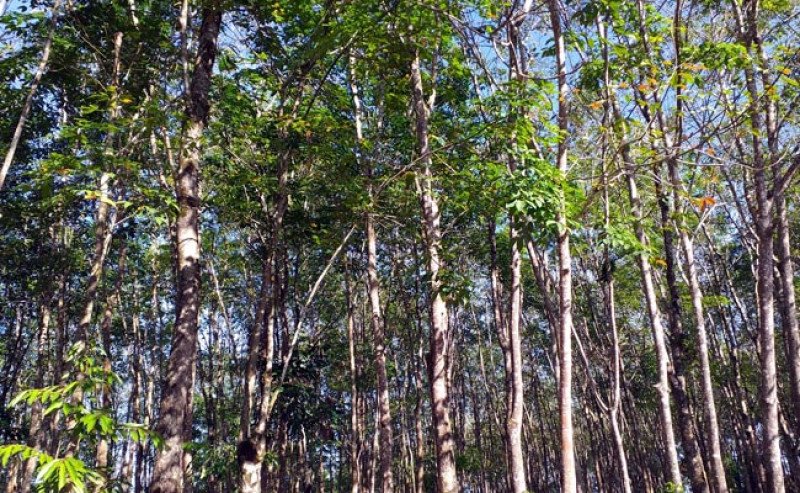 Kolaborasi APKARINDO Sumsel dan JICA Uji Coba Teknologi Pengendalian Penyakit Gugur Daun Karet