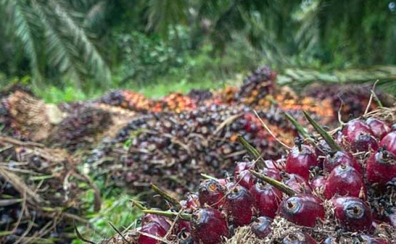 Harga TBS Sawit Swadaya Riau Periode Mei 2026 Turun Jadi Rp3.832/Kg