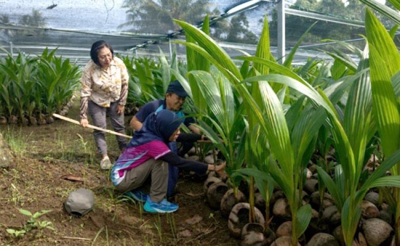 Kementan Pastikan Puluhan Ribu Bibit Kelapa di Sulut Siap Disalurkan ke Petani