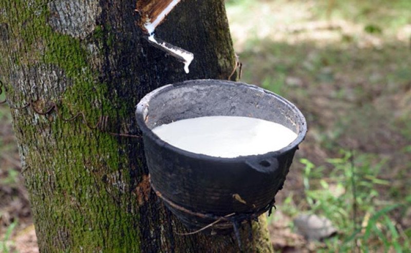 Harga Karet SGX Turun Tipis di Awal Pekan, Bertahan di Rp39.099/Kg