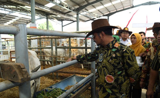 Kabupaten Pasuruan Jadi Percontohan Produksi Sapi