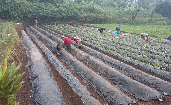 Kementan: Indonesia Taat Sebagai Negara Anggota WTO