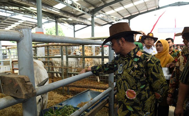 Perbankan Diharapkan Dukung Sektor Peternakan