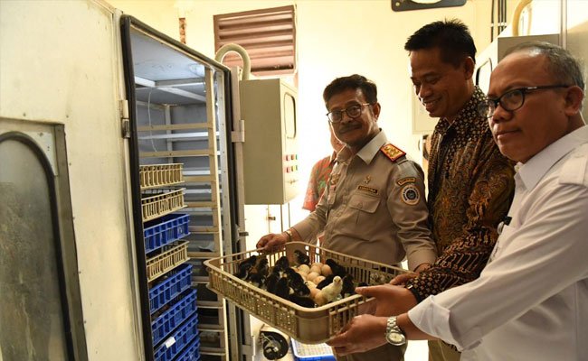 UPBS Ayam KUB Mampu Entaskan Kemiskinan