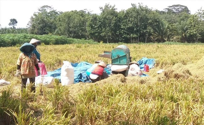 Akademisi : Sektor Pertanian Masih Akan Tumbuh di Kuartal Berikutnya